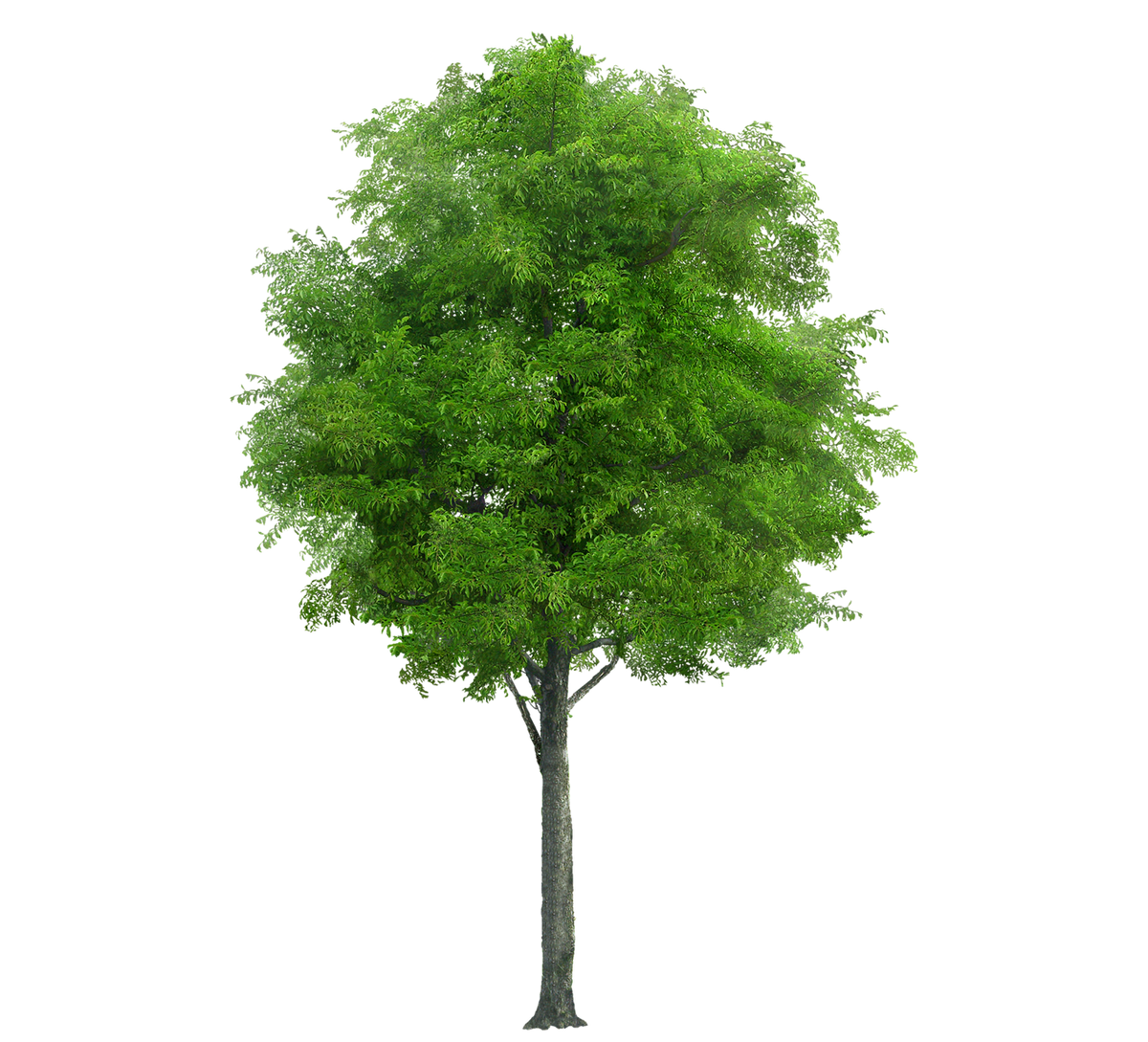 DONATE A TREE